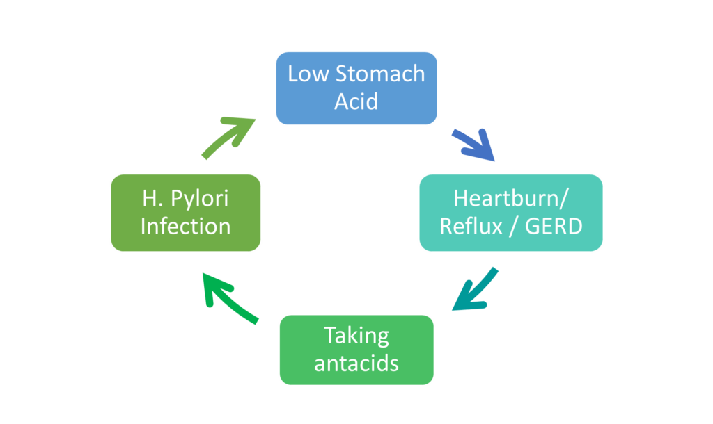 h pylori acid reflux cycle